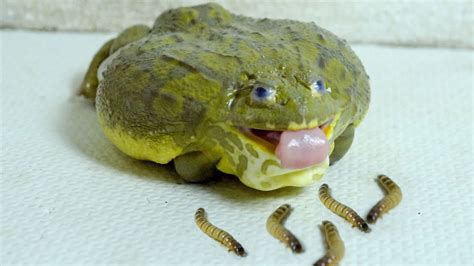 African Bullfrog Tries To Eat A Lot Of Worms Warning Live Feeding