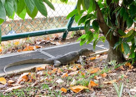 Malayan Water Monitor Prowling Along The Perimeter Of Our School Bird