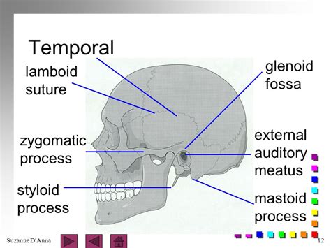 Bones Of The Skull Ppt Video Online Download