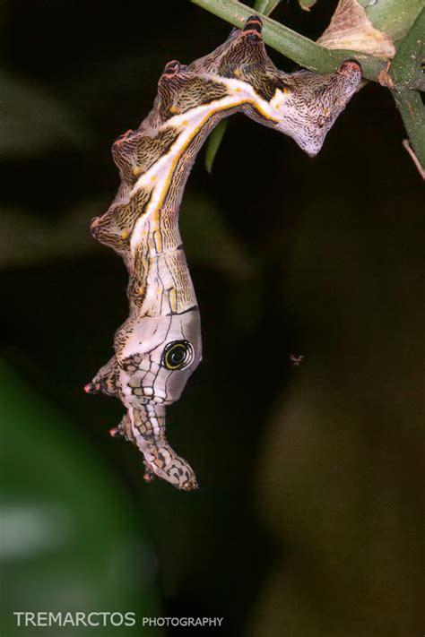 Sphinx Moth Caterpillar - TREMARCTOS