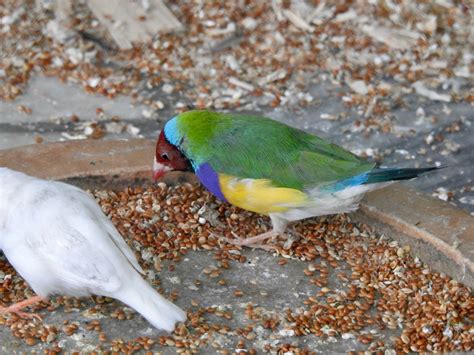 What is a group of finches called? | SIMILAR BUT DIFFERENT IN THE