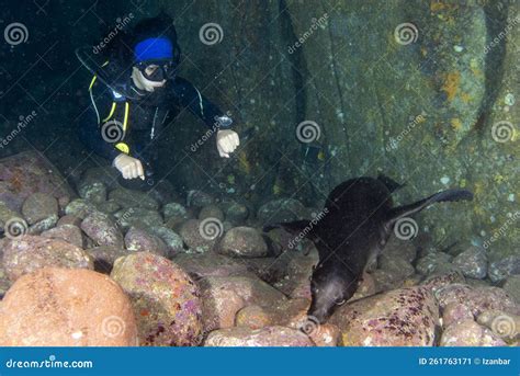 Hermosa Chica Latina Buceando Con Leones Marinos En El Mar De Cortez Imagen De Archivo Imagen
