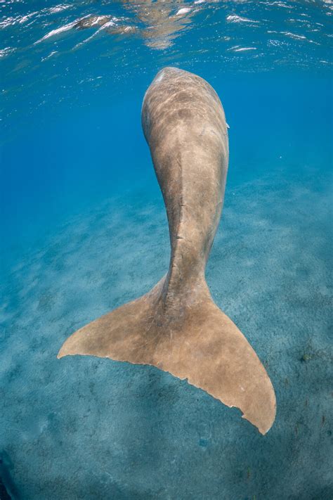 Dugong