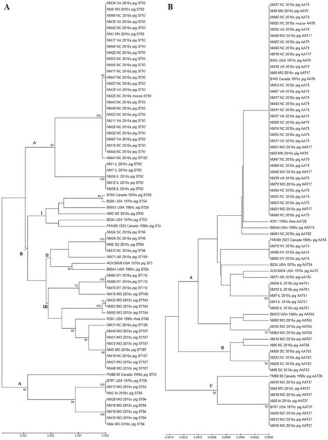 A Bootstrap Consensus Tree 1000 Replicates Based On Nucleotide