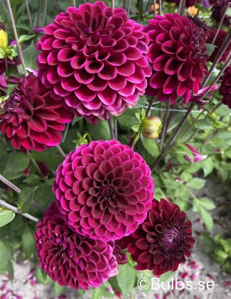 Maroon Fox Dahlia Boll Dahlia Bulbs Se