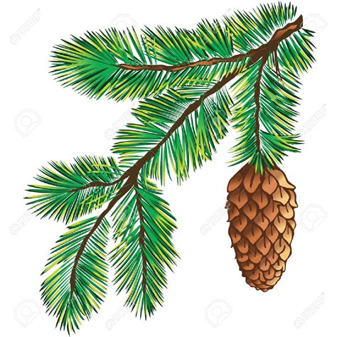 Evergreen branch clipart - Clipground