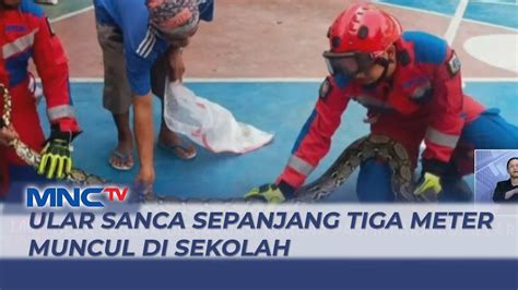 Evakuasi Ular Sanca Sepanjang Tiga Meter Muncul Di Sekolah Berlangsung