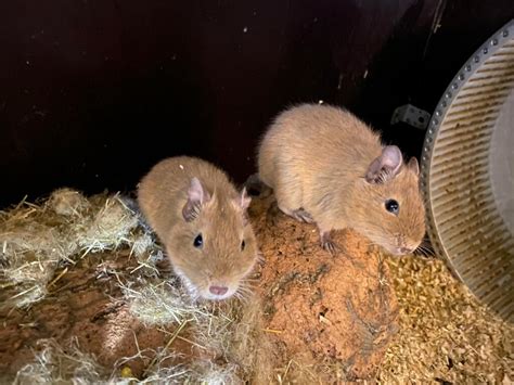 Degus Suchen Ein Neues Zuhause Degu Schweiz