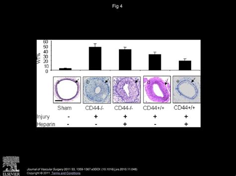 Low Molecular Weight Lmw Heparin Inhibits Injury Induced Femoral