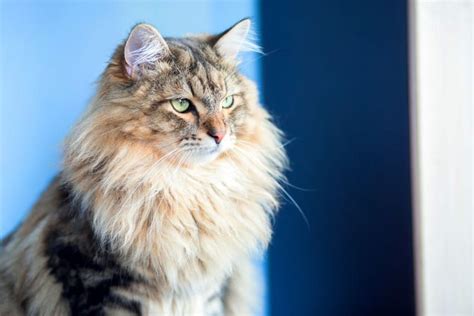 11 Largest Cat Breed That Youll Love To Adopt Pets Nurturing