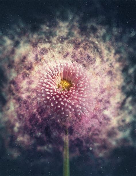 Flower Exploding Into Particles Stock Image Image Of Grey Explosion