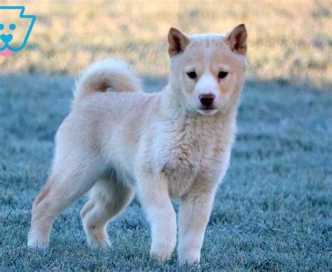 Shiba Inu Puppies For Sale | Puppy Adoption | Keystone Puppies