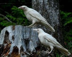 49 Leucistic ideas | albino, melanistic, melanism