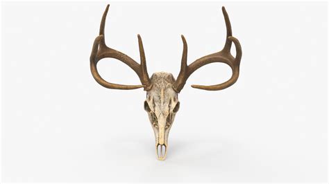 Deer Skull 3d Model Turbosquid 1895213