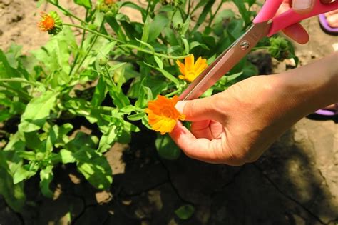 Uma Mulher Coleta Cal Ndula De Plantas Medicinais Para Colheita Flores