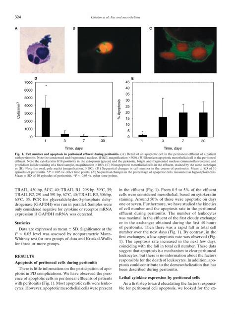 Pdf Regulation Of Apoptosis By Lethal Cytokines In Human Mesothelial