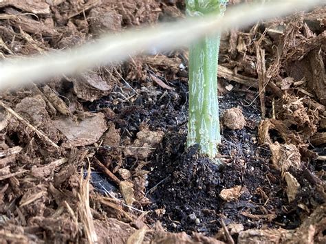Cucumber plant’s base appears to be splitting—Am I good to leave it as