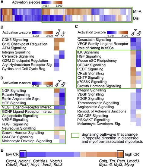 Canonical Signaling Pathways Are Differentially Activated In Dispersed Download Scientific