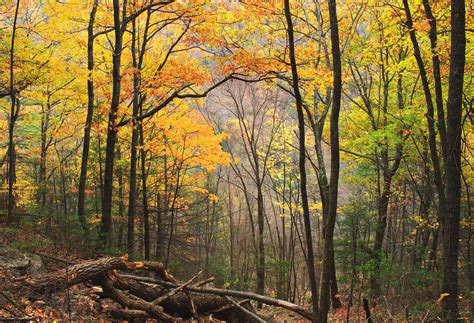 Free picture: foliage, wood, autumn, tree, forest, leaf, nature, landscape