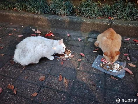 流浪猫救助，猫德学院教你这些注意事项猫咪什么值得买