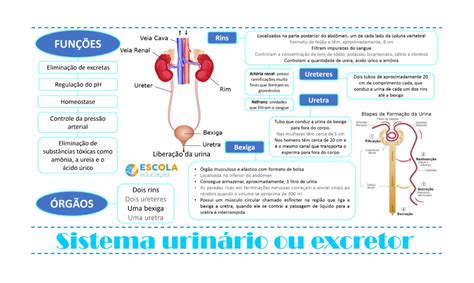 Aparato Urinario Excretor Mapa Conceptual Jlibalwsap Images