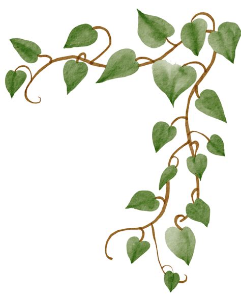 Ivy Plant Watercolor Simplicity Painting 13441650 PNG