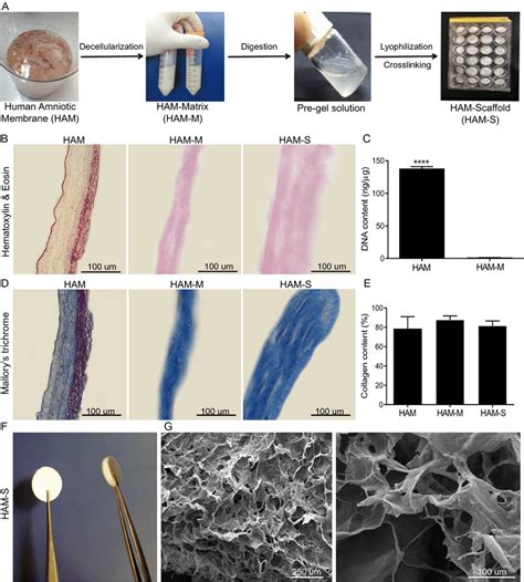 Human Amniotic Membrane Matrix And Scaffold Preparation And