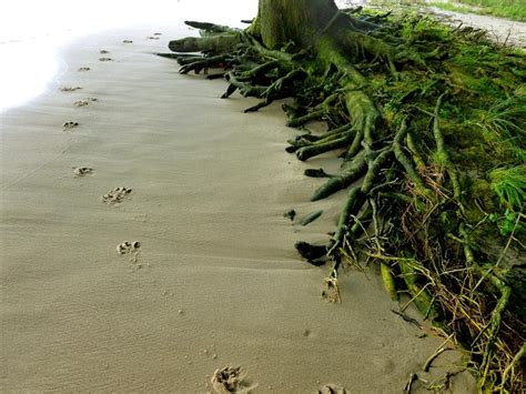 Animal Tracks Dog Track free image download