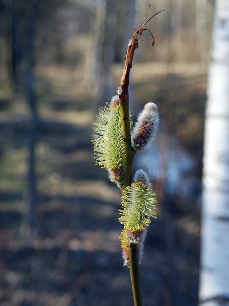 Premium Photo Yellow Fluffy Willow Buds Pussy Willow
