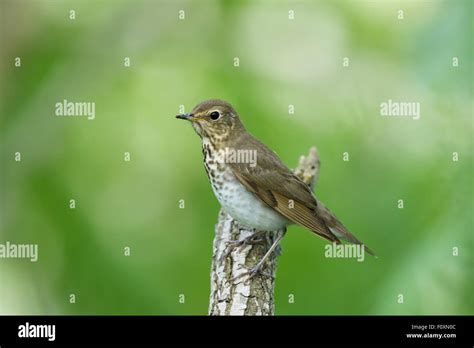 Swainson's Thrush Catharus ustulatus Gulf Coast of Texas, USA BI027335