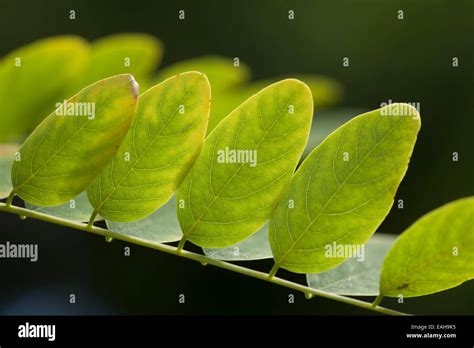 Black locust leaves Stock Photo - Alamy