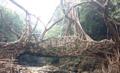 Mawlynnong, Meghalaya : Living Root Bridges – The Almost Everything Blog