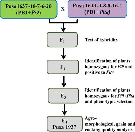 Figure 1 From Marker Assisted Pyramiding Of Major Blast Resistance