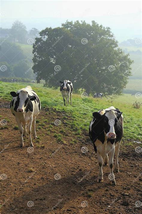 Herd Of Holstein Dairy Cows Stock Image Image Of Herd Cows 98920903