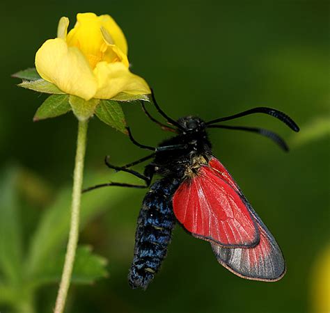 Zygaena Erythrus European L Pidop Res