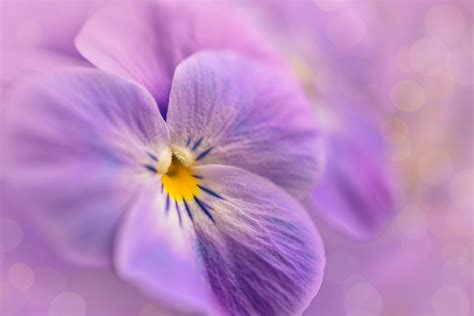 Pansy Violets Violet Free Stock Photo - Public Domain Pictures