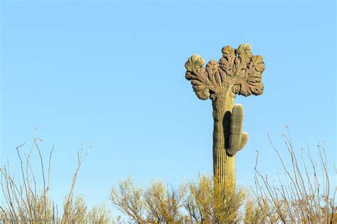 Crested Saguaro Cascabel AZ Tom Talbott Flickr