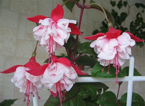 ФУКСИЯ - ЦВЕТОК ЭЛЬФОВ | Fuchsia plant, Trees to plant, Flowers