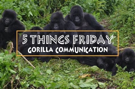 Gorilla Communication - Dian Fossey Gorilla Fund