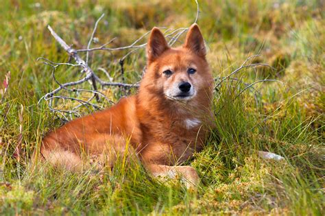 Finnish Spitz Husky Mix