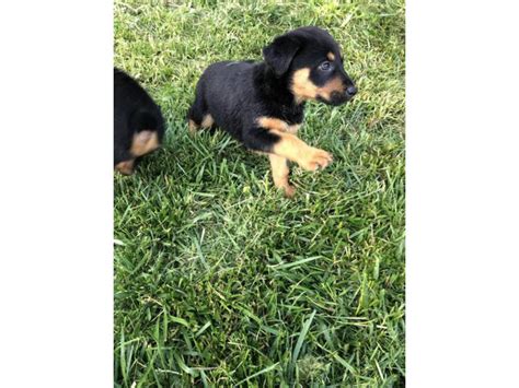 German Shepherd Rottweiler Mix Puppies Temecula - Puppies for Sale Near Me