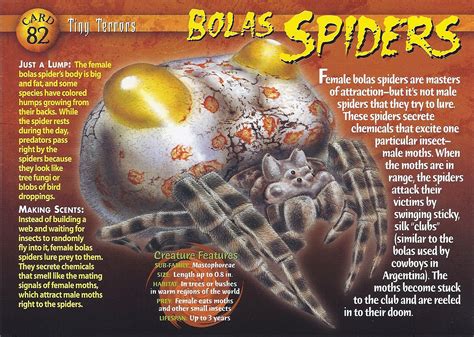 Bolas Spider | Weird n' Wild Creatures Wiki | FANDOM powered by Wikia