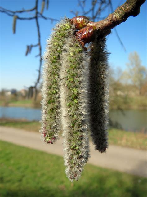 Catkins Osika Drzewo Populus Darmowe Zdj Cie Na Pixabay Pixabay