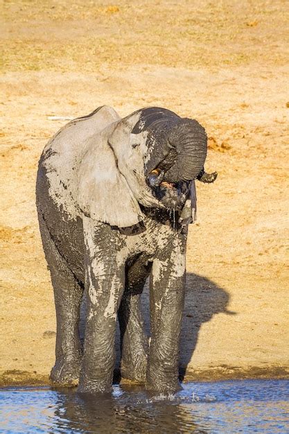 Premium Photo | Close-up of elephant standing in water