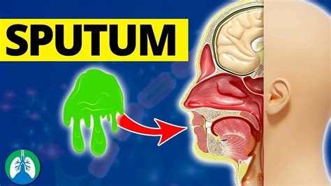 What is Sputum? *EXPLAINED* 🫁