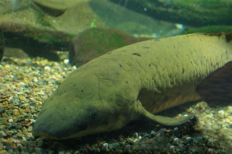 australian lungfish neoceratodus forsteri