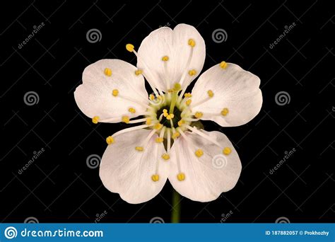 Dwarf Cherry Prunus Cerasus Flower Closeup Stock Image Image Of