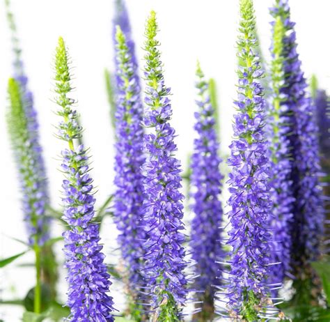 Ehrenpreis Ulster Blue Dwarf - Veronica spicata Ulster Blue Dwarf ...