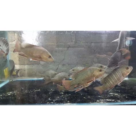 Jual Ikan Mangrove Jackmj Air Tawar Size 17 20 Cm Shopee Indonesia