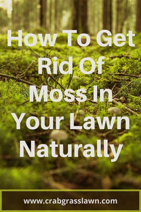 How To Get Rid Of Moss Natrually Artofit